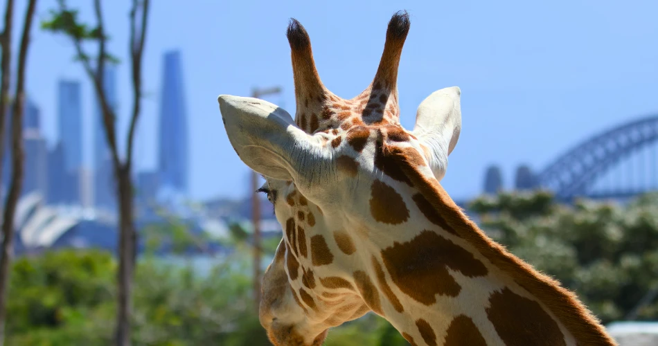 20 Best Things to Do in Sydney