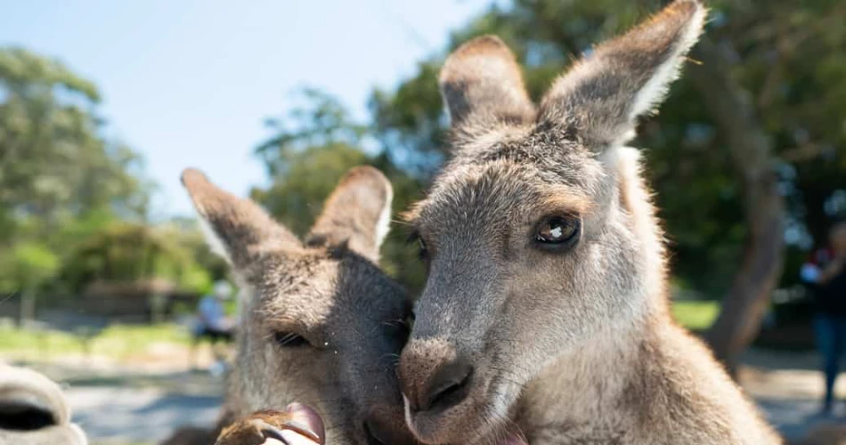 Sydney to Jervis Bay Road Trip: The Perfect Drive Itinerary
