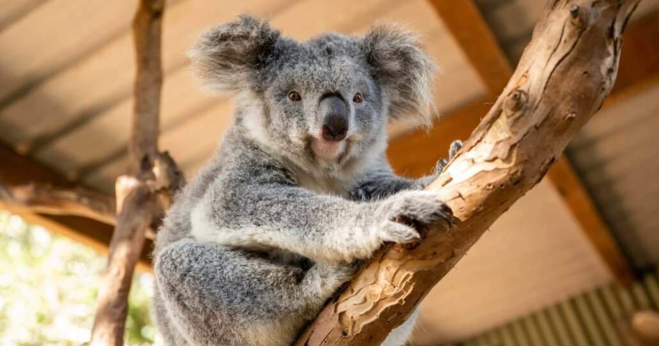 A Complete Sydney Travel Guide 2025